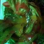 Best Avocado Salad in Panama City Beach, FL